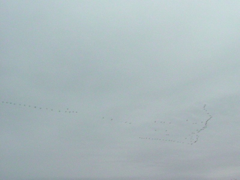 Flock of Geese