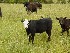 Cattle on the road to McNeill's Public Launch
