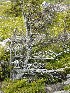 Dolly Sods